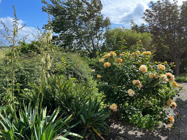 Un jardín con diversas plantas y un arbusto de rosas amarillas.