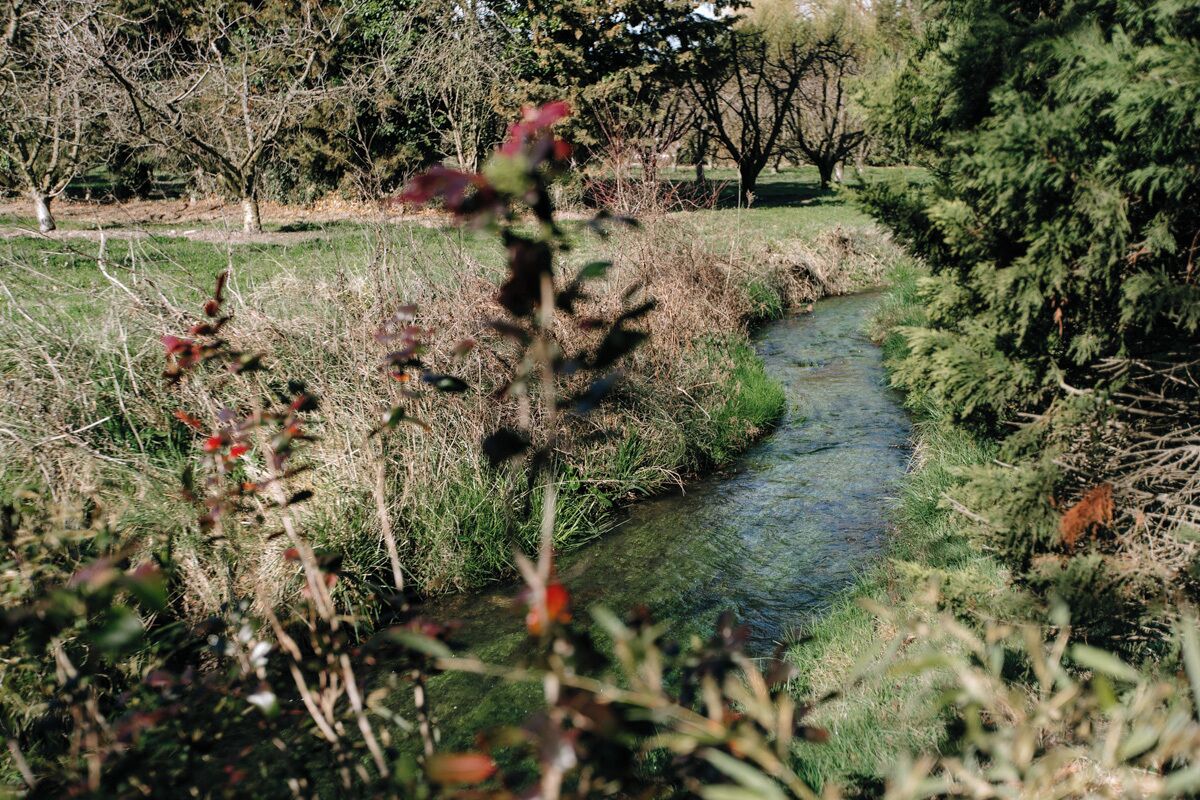 A natural landscape with a stream, trees, and shrubs.