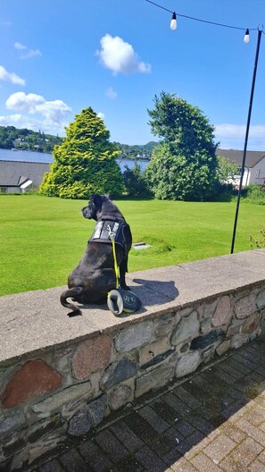 Ramah hewan peliharaan