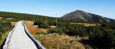 A wooden boardwalk leading towards a mountain.
