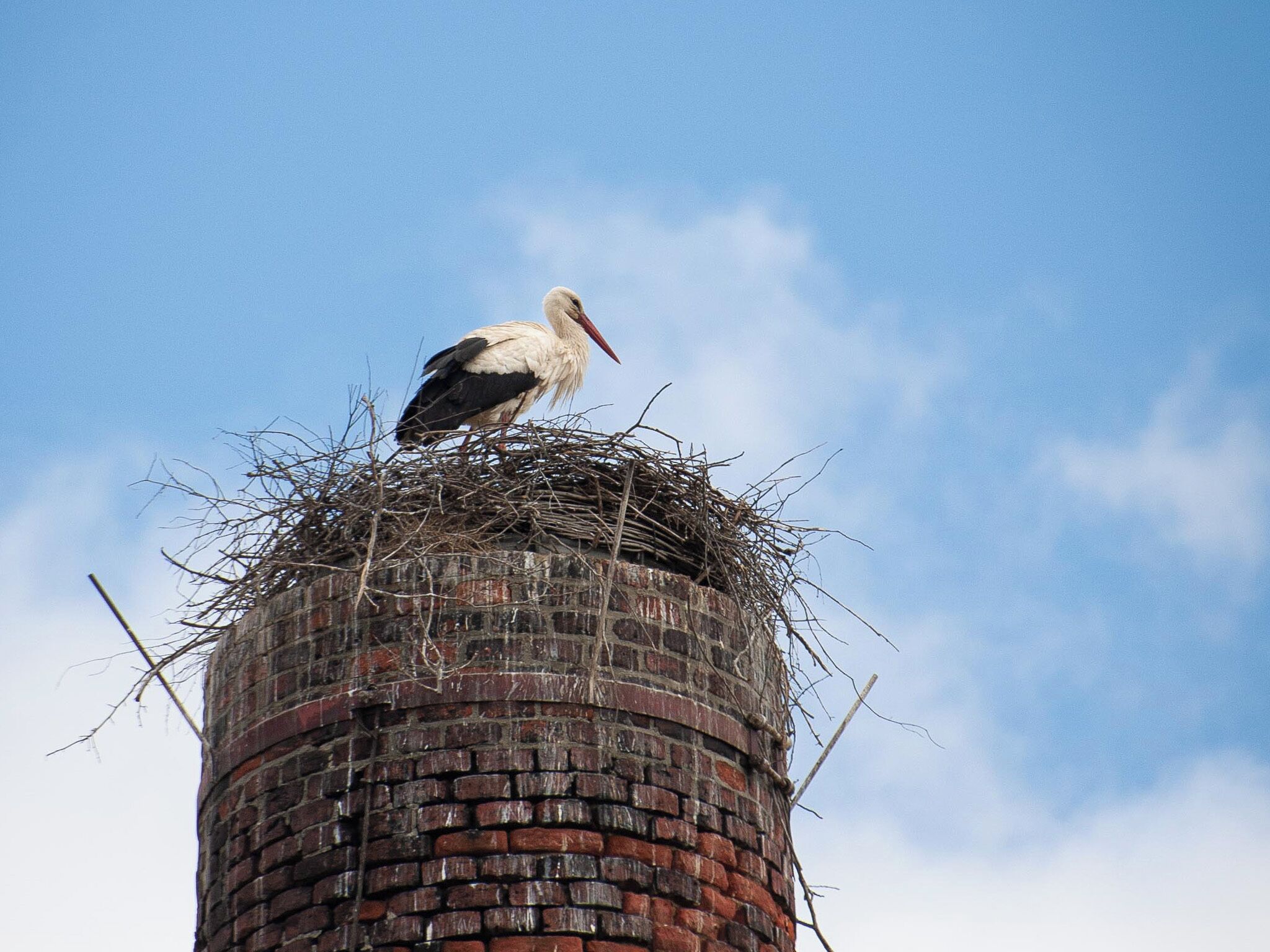 A stork perched atop a brick structure with a clear sky in the background.