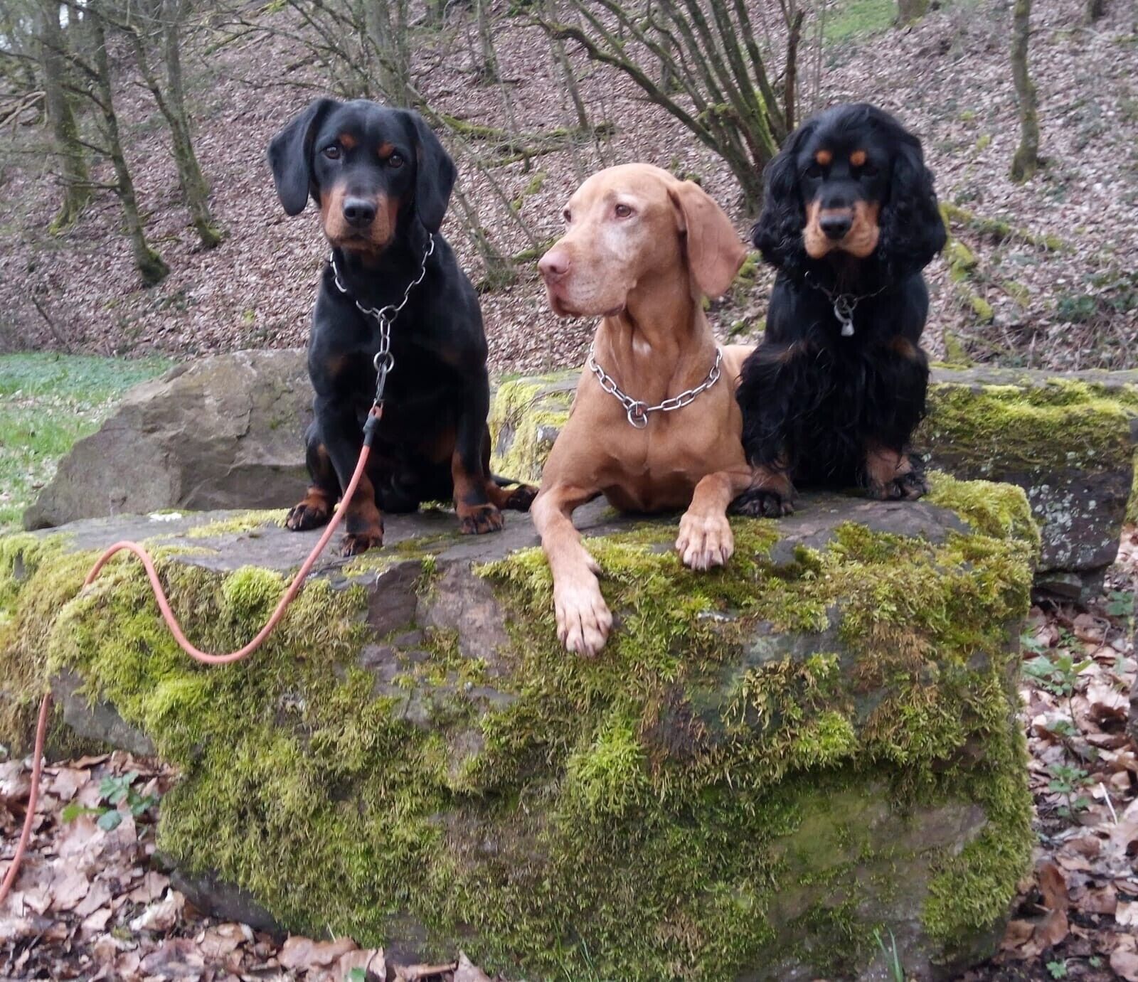 Three dogs sitting on a moss-covered rock in a forest.
