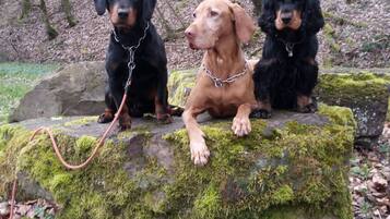 Three dogs sitting on a moss-covered rock in a forest.
