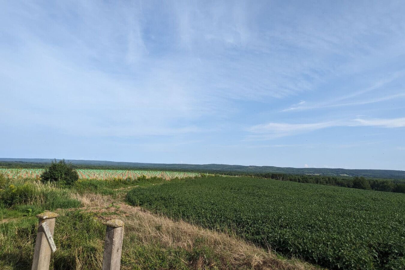 Un paysage rural avec un champ de cultures et un ciel dégagé.