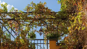 A building with a yellow facade partially covered by green vines. - La Voliera di Bacco - House with panoramic terrace in the heart of Frascati (Frascati)