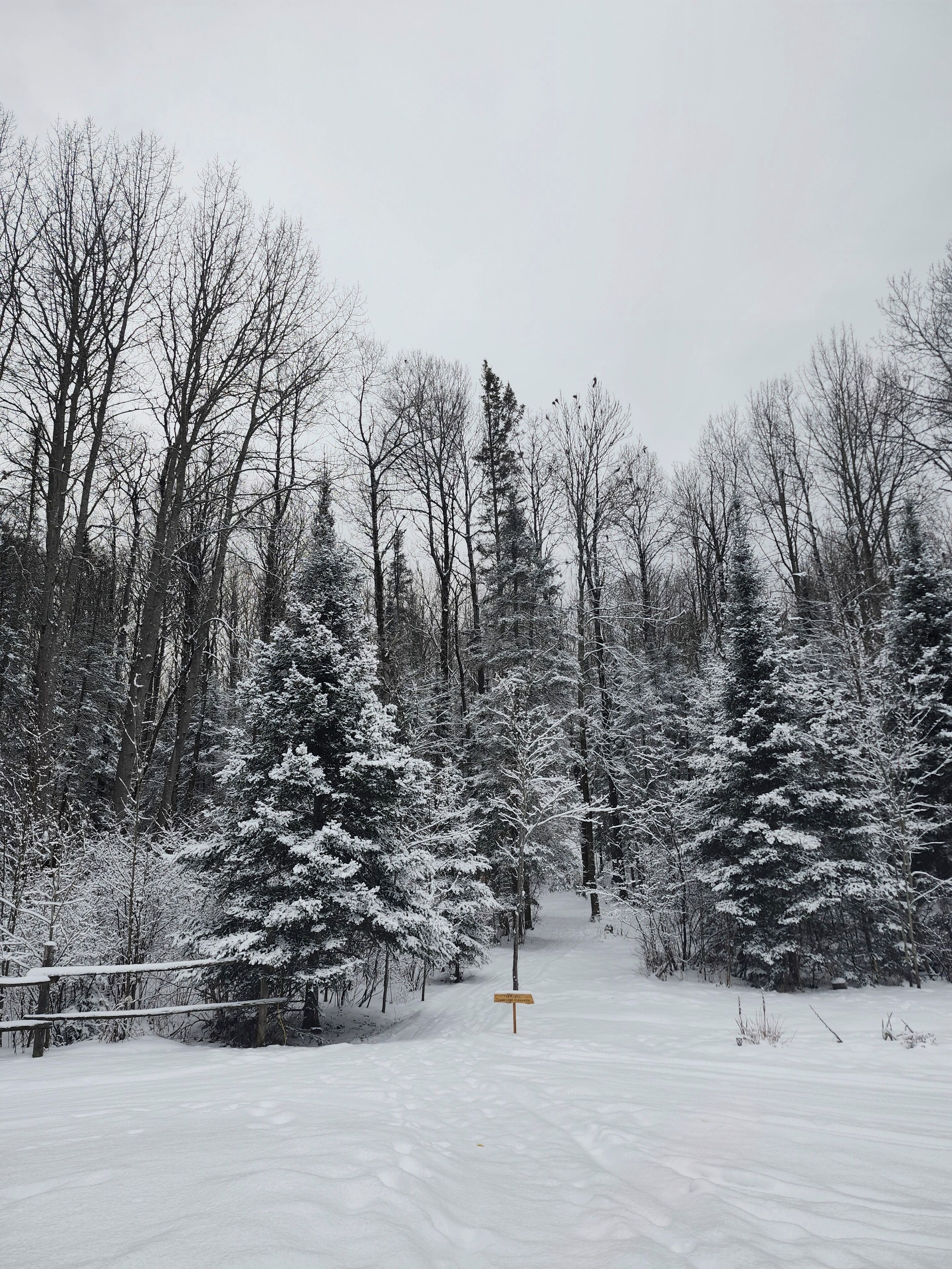 Ein mit Schnee bedeckter Wald mit einer Bank und einem Wegweiser.