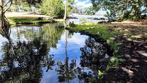 A calm pond with reflections of trees and a grassy area with a path. - Sea Turtle Suite - Steps from Carlsmith Beach! (Hilo)
