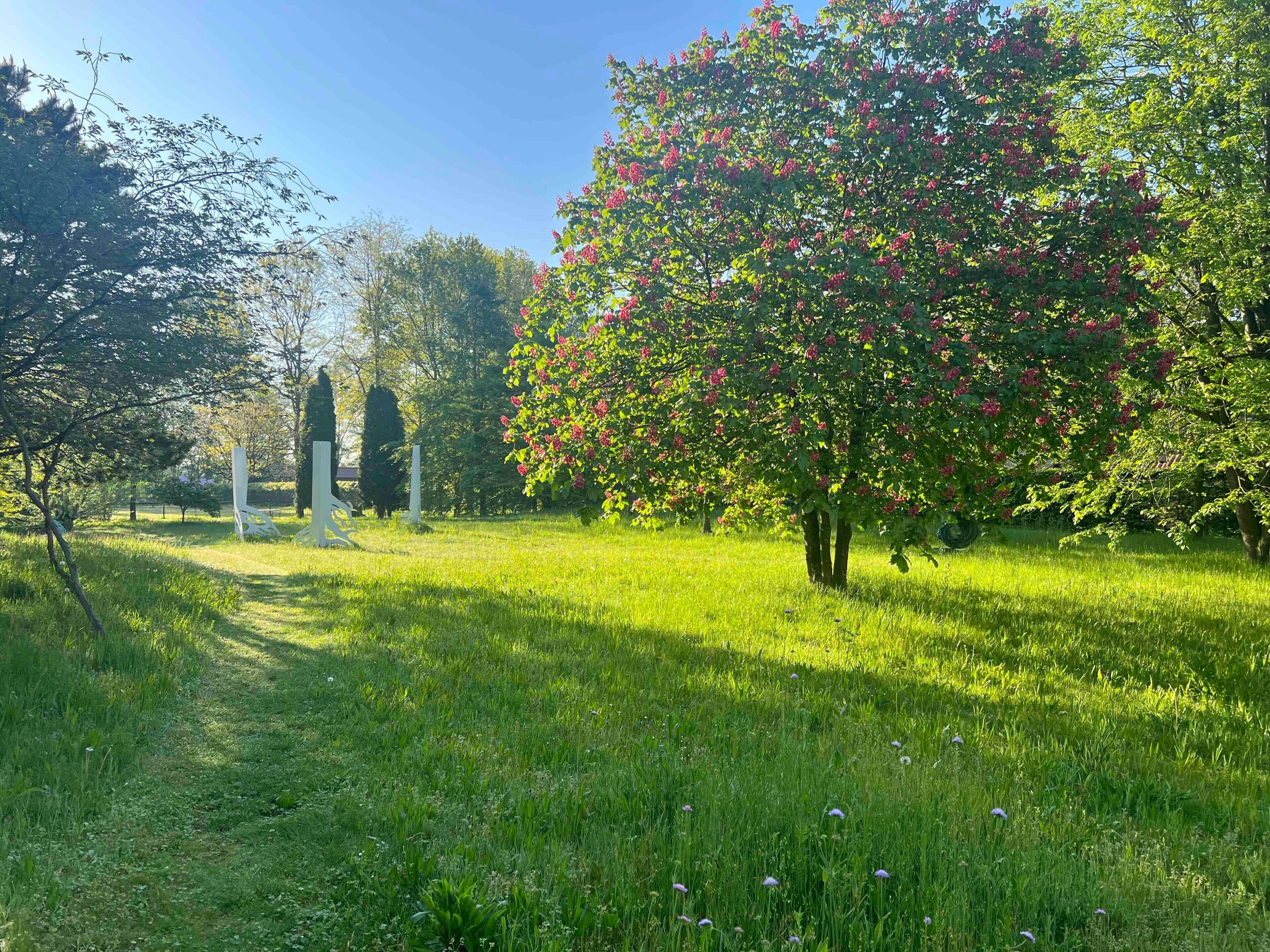Ein Park mit Gras, Bäumen und blauem Himmel.