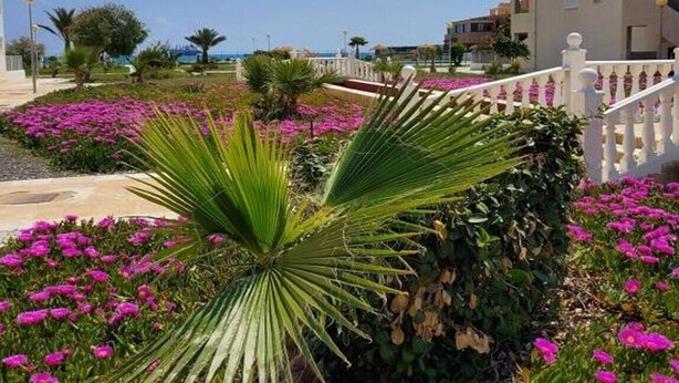 A landscaped garden with vibrant pink flowers and a palm tree, surrounded by a white fence and a building with balconies.