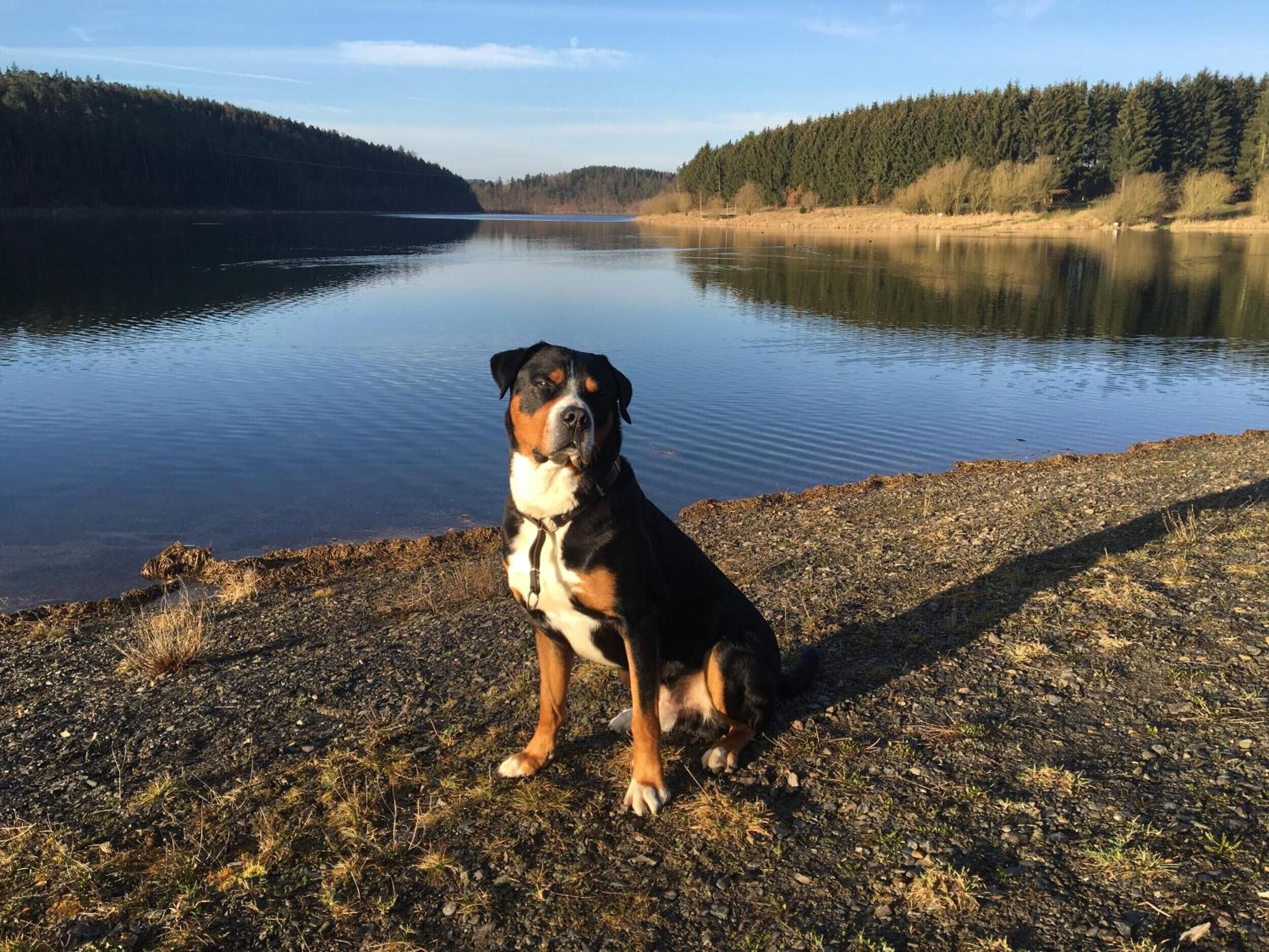 Un chien est assis au bord d’un lac paisible, avec des collines boisées en arrière-plan.