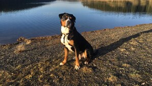 Un perro sentado junto a un lago tranquilo con colinas boscosas al fondo.