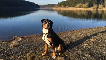 Um cão sentado perto de um lago calmo, com colinas arborizadas ao fundo.