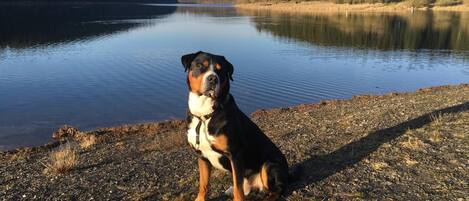 Un chien est assis au bord d’un lac paisible, avec des collines boisées en arrière-plan.