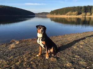 Un chien est assis au bord d’un lac paisible, avec des collines boisées en arrière-plan.