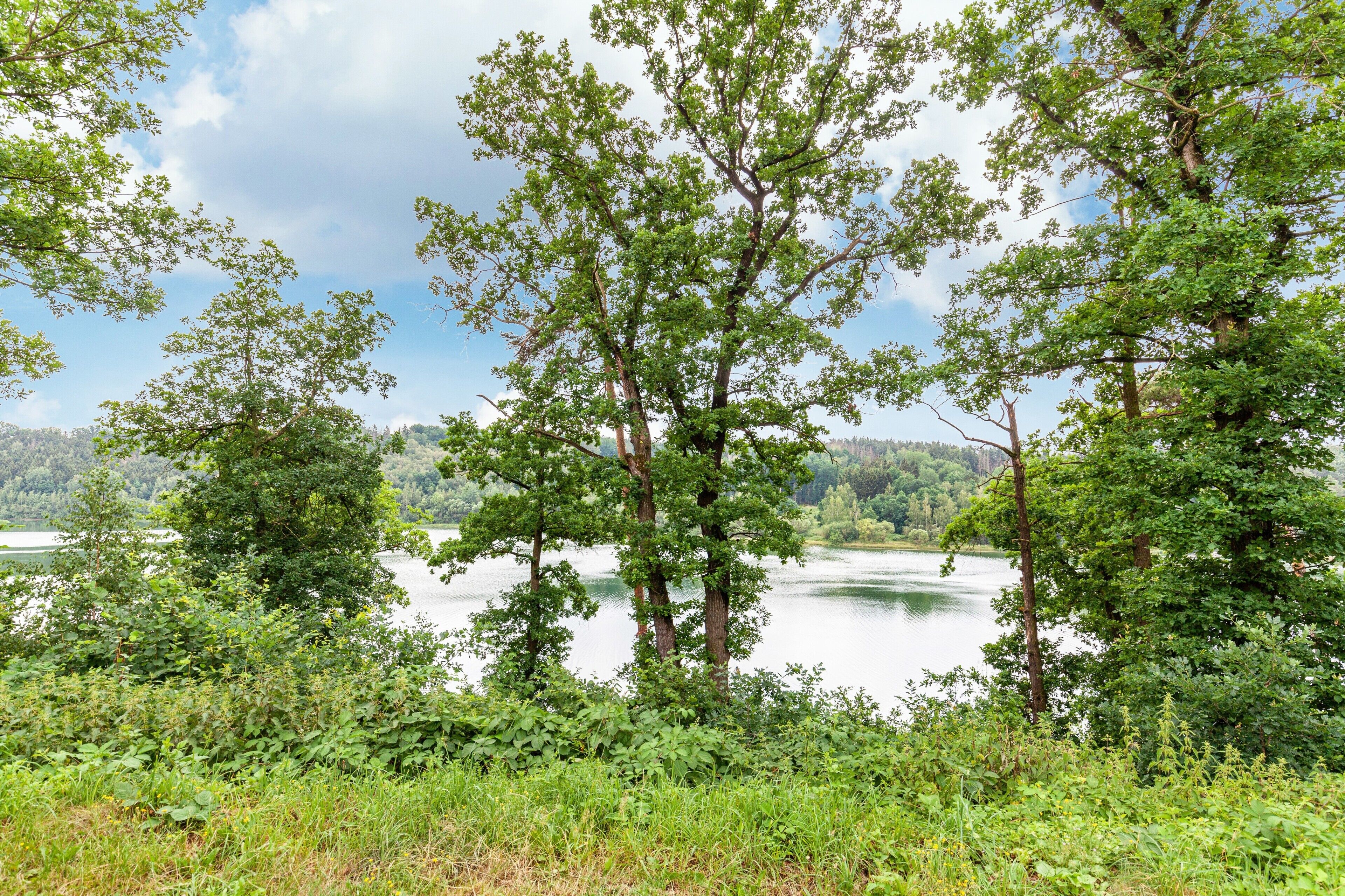 A natural landscape with trees and a lake.