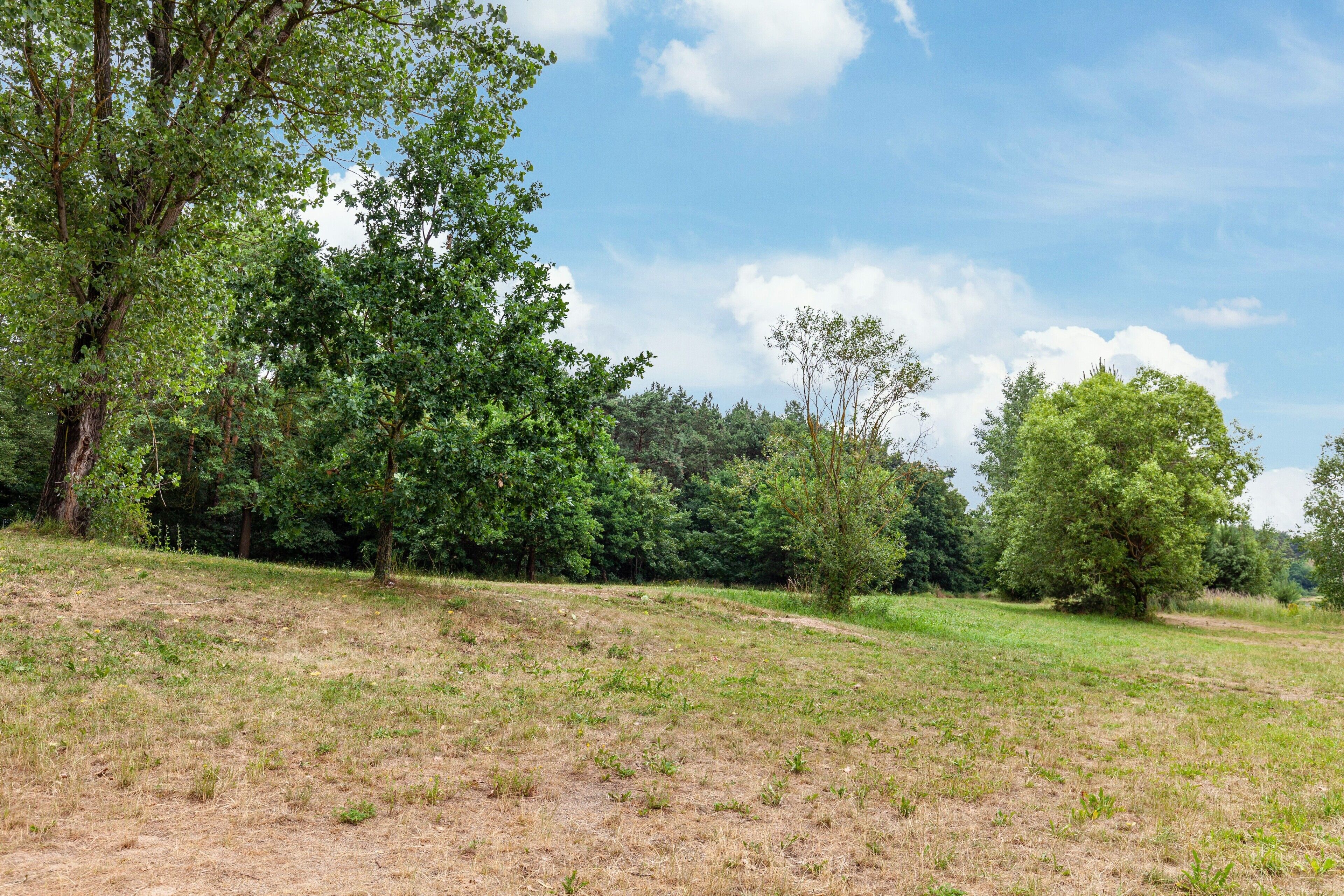 Ein grünes Feld mit Bäumen und blauem Himmel.