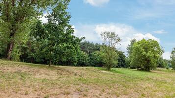 A grassy field with trees and a clear sky.