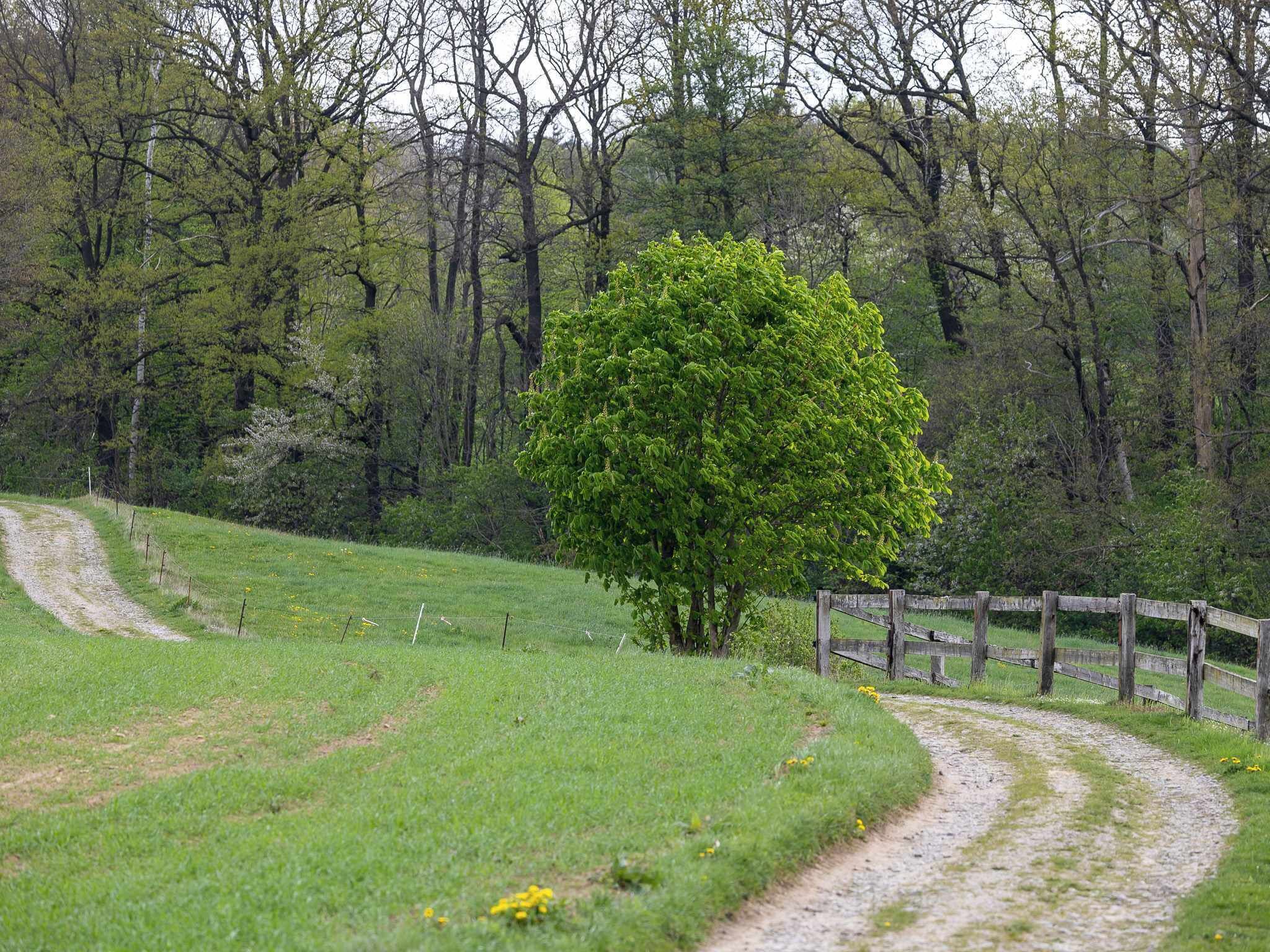 A rural landscape with a dirt path, a wooden fence, and a tree.