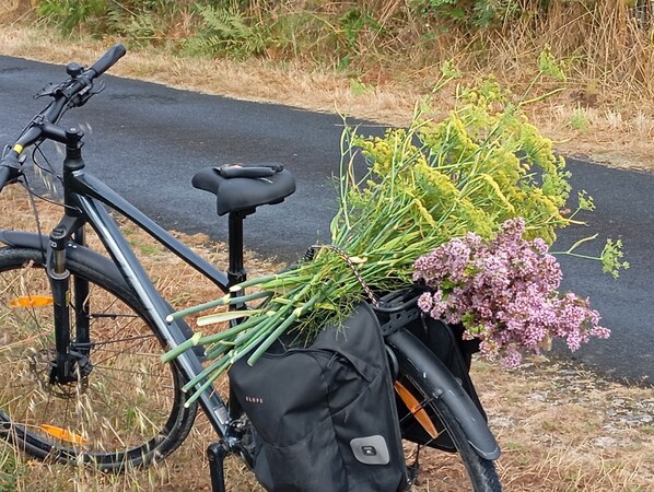 Un vélo avec un panier contenant des plantes vertes et des fleurs roses, garé sur une route bordée d’herbe sèche, avec une clôture en arrière-plan.
