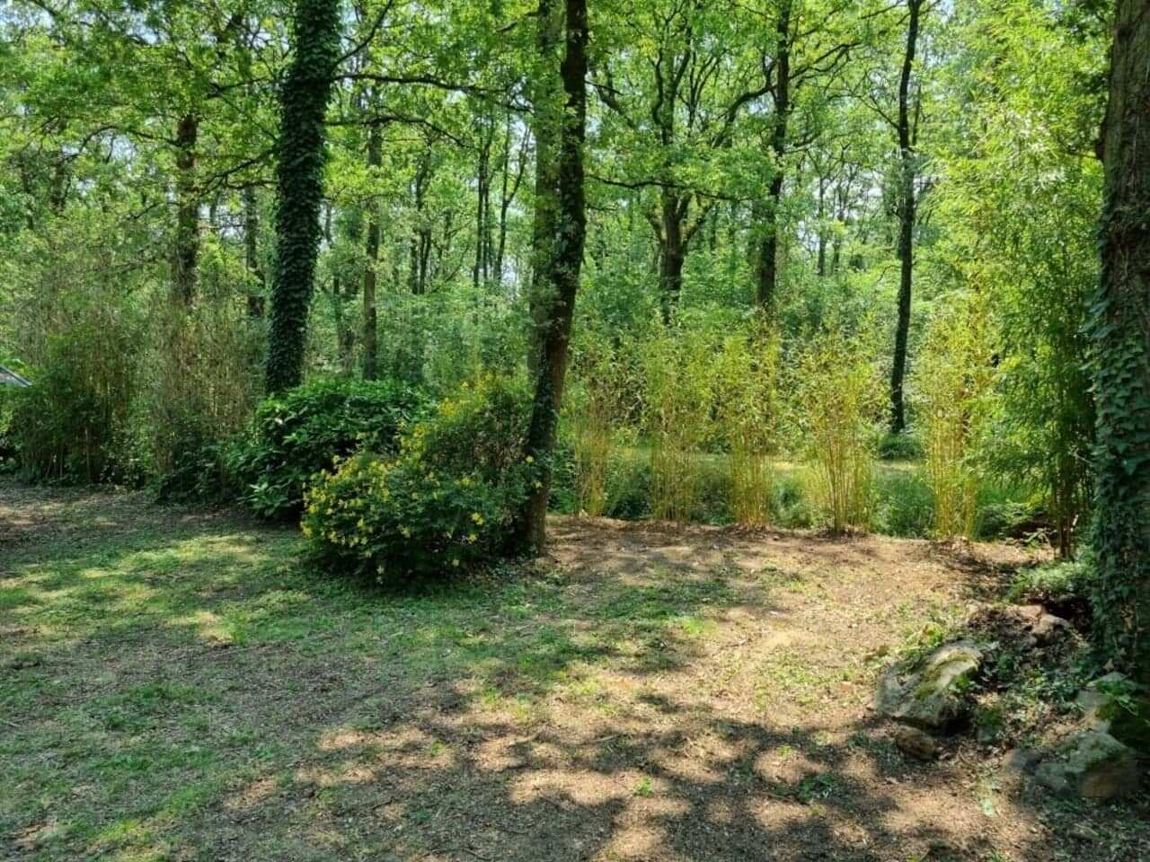 A forested area with a dirt path, surrounded by dense trees and undergrowth.