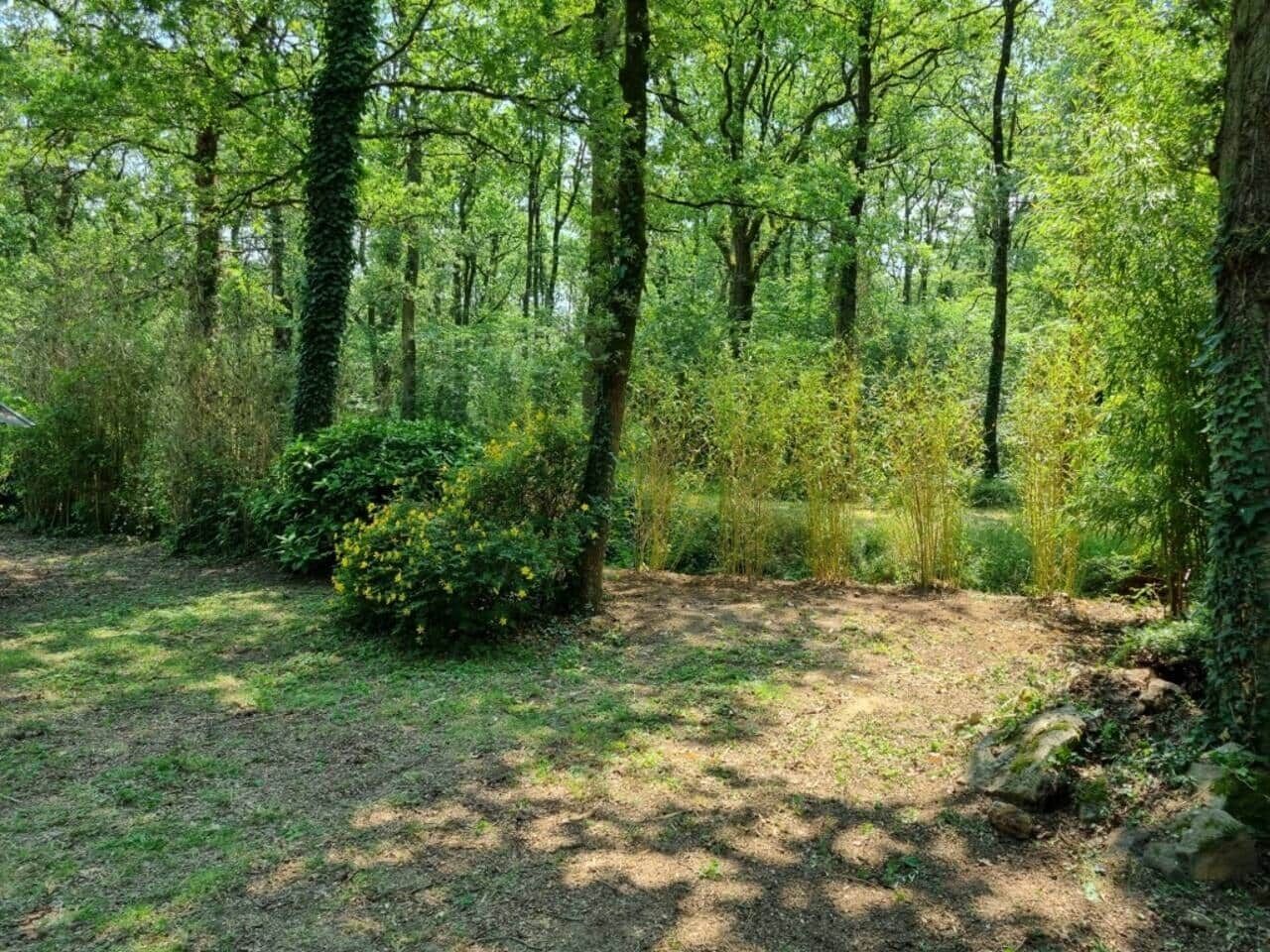Een bebost gebied met een onverhard pad, dichte bomen en struikgewas.