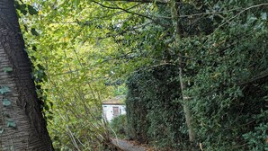 A narrow gravel path surrounded by dense foliage and trees, leading to a small white building with a sloped roof.