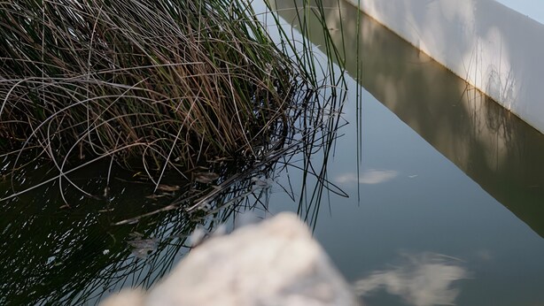 Une piscine bordée de blanc, une maison en arrière-plan et une zone herbeuse avec un mur de pierre.