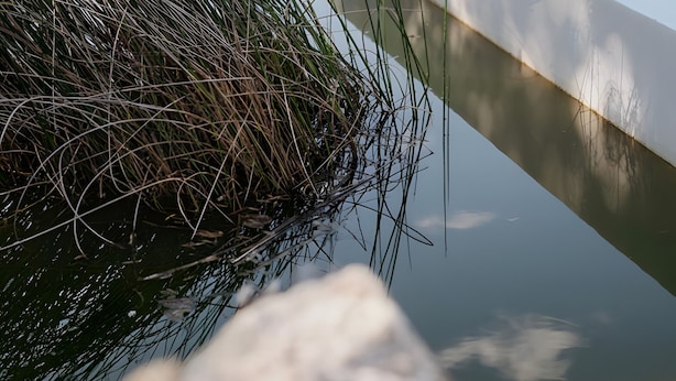 A swimming pool with a white edge, a house in the background, and a grassy area with a stone wall. - Rolhas Apartment with Shared Pool (Castelo de Vide)