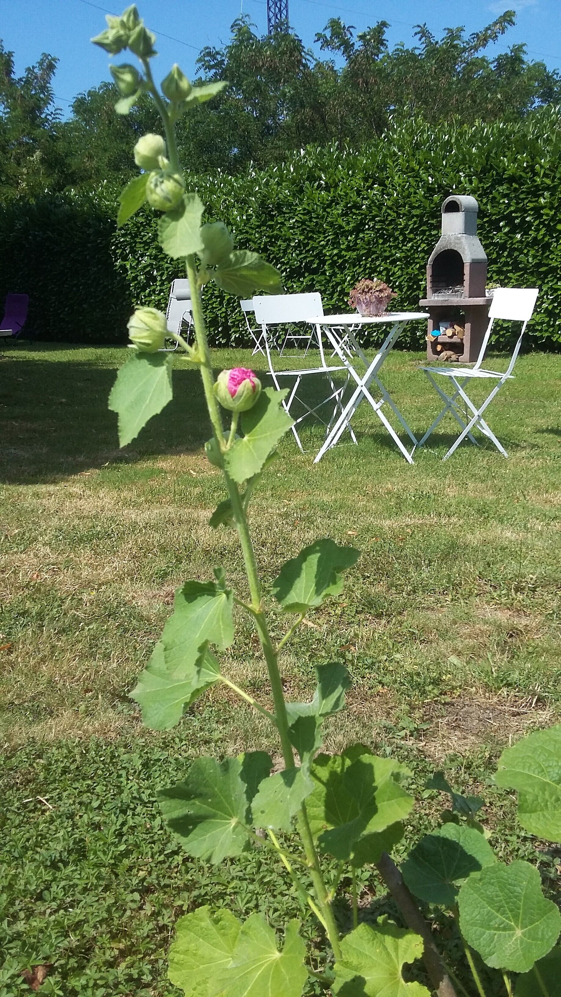 Un jardín con una parrilla, sillas blancas y un seto al fondo.