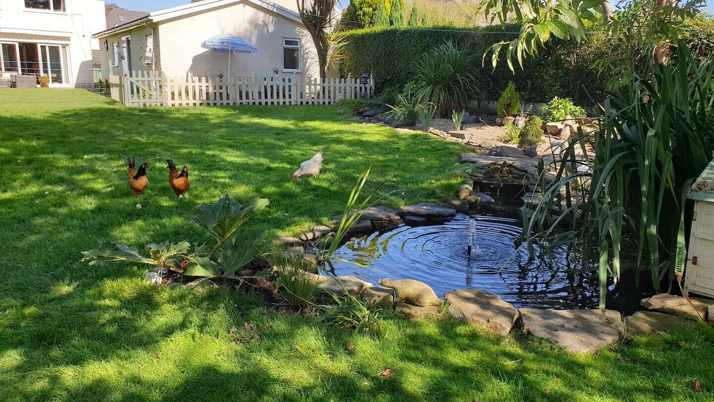 A backyard with a small pond, a white fence, and a house in the background.