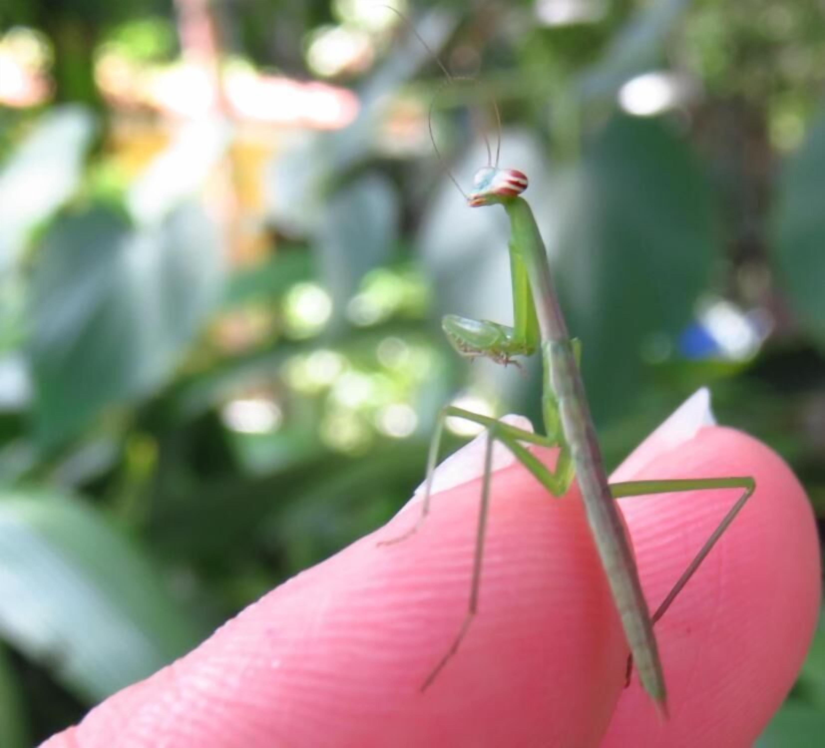 A close-up of a green praying mantis on a human finger.