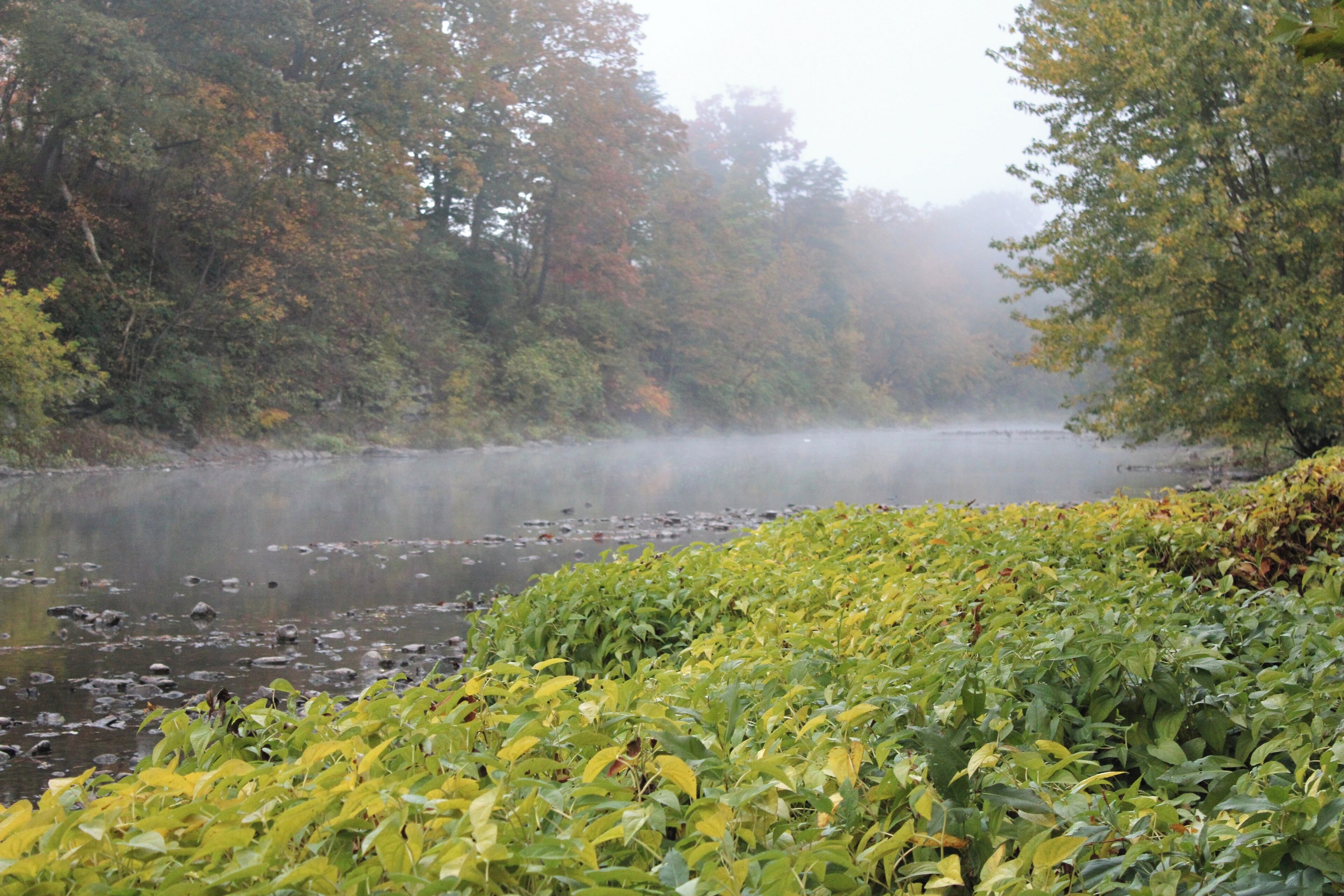 A riverbank with dense foliage and a misty atmosphere.