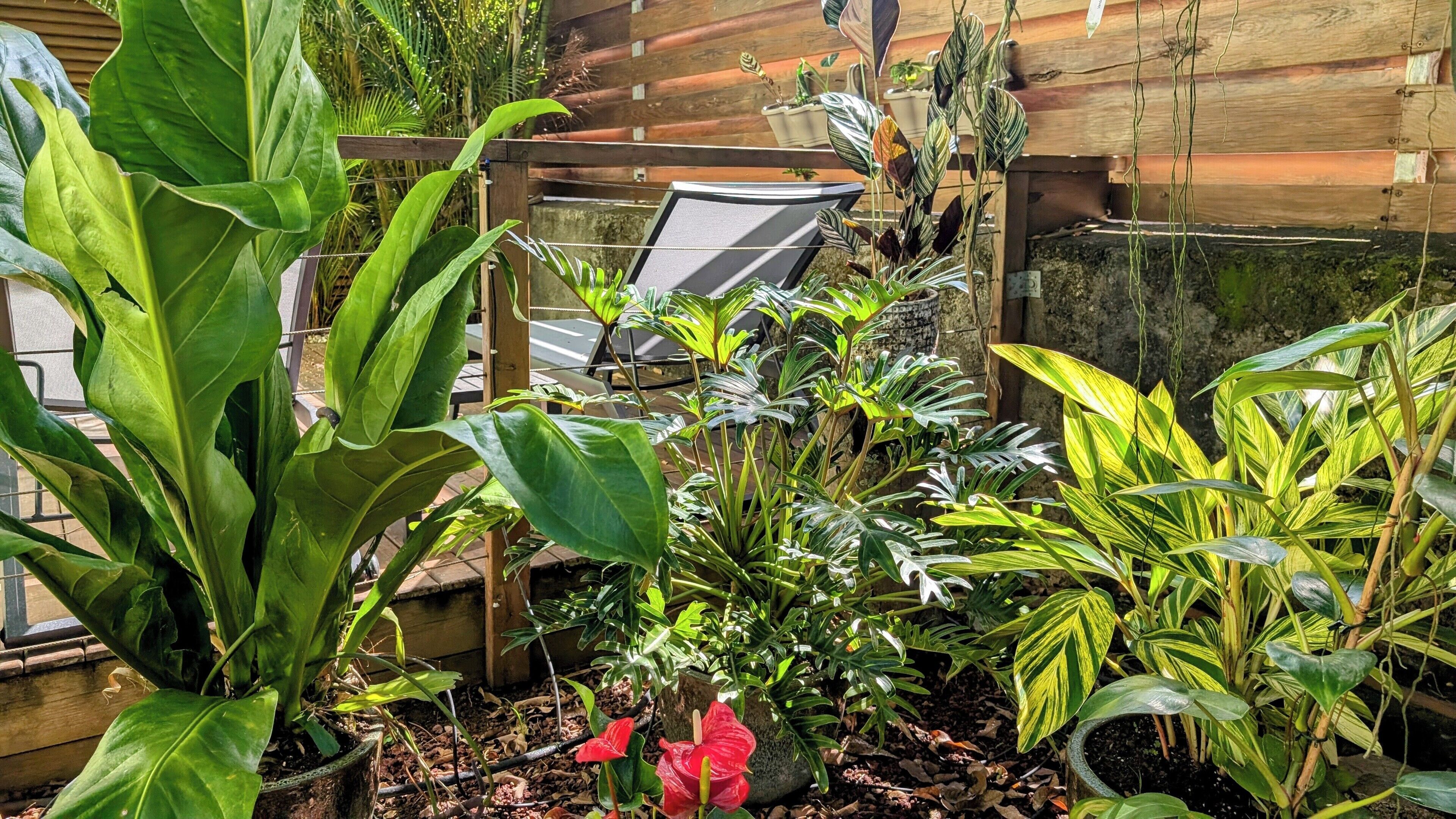Ein Garten mit verschiedenen Pflanzen, einem Holzzaun und einem Stuhl.