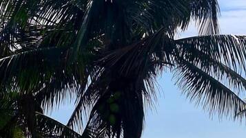 On the beach, white sand, 2 beach bars