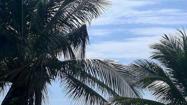 Vista de la playa con palmeras y un edificio de techo a tejas.