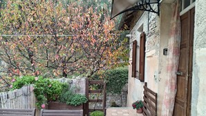 Un patio con un banco de madera, una planta en maceta y un árbol con hojas otoñales.