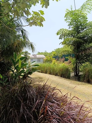 A house surrounded by lush greenery and a variety of plants.