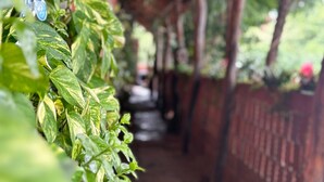 A covered walkway with a wooden floor, surrounded by lush green plants and a brick wall. - Pousada Berro do Bode (Cabaceiras)