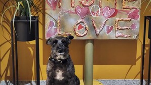 A dog sitting in front of a wall with a painting that reads "HOME LOVE" surrounded by hearts.
