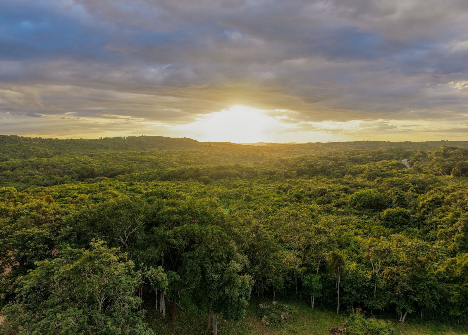 A dense forest landscape with a path leading through it.