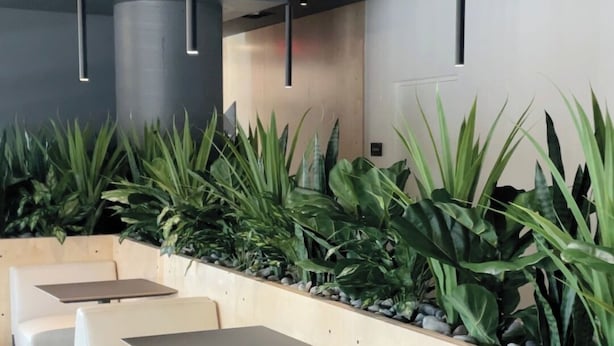Una fila de asientos blancos acolchados con mesas, una jardinera de madera con plantas verdes e iluminación colgante.