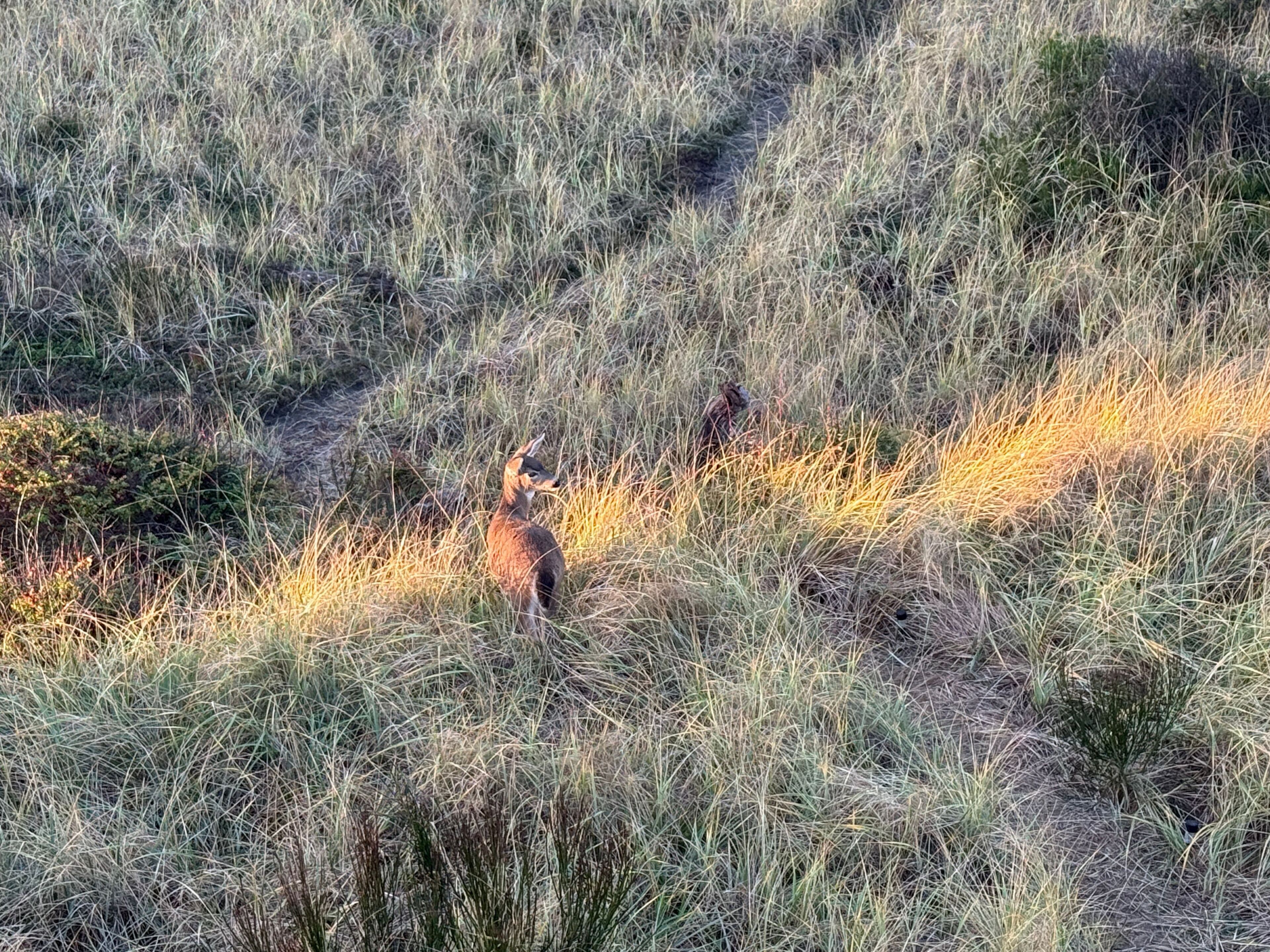Eine natürliche Landschaft mit trockenem Gras und einem Reh im Vordergrund.