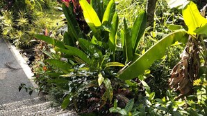 Un sendero de jardín con guijarros y abundante vegetación, incluyendo hojas de plátano y diversas plantas.