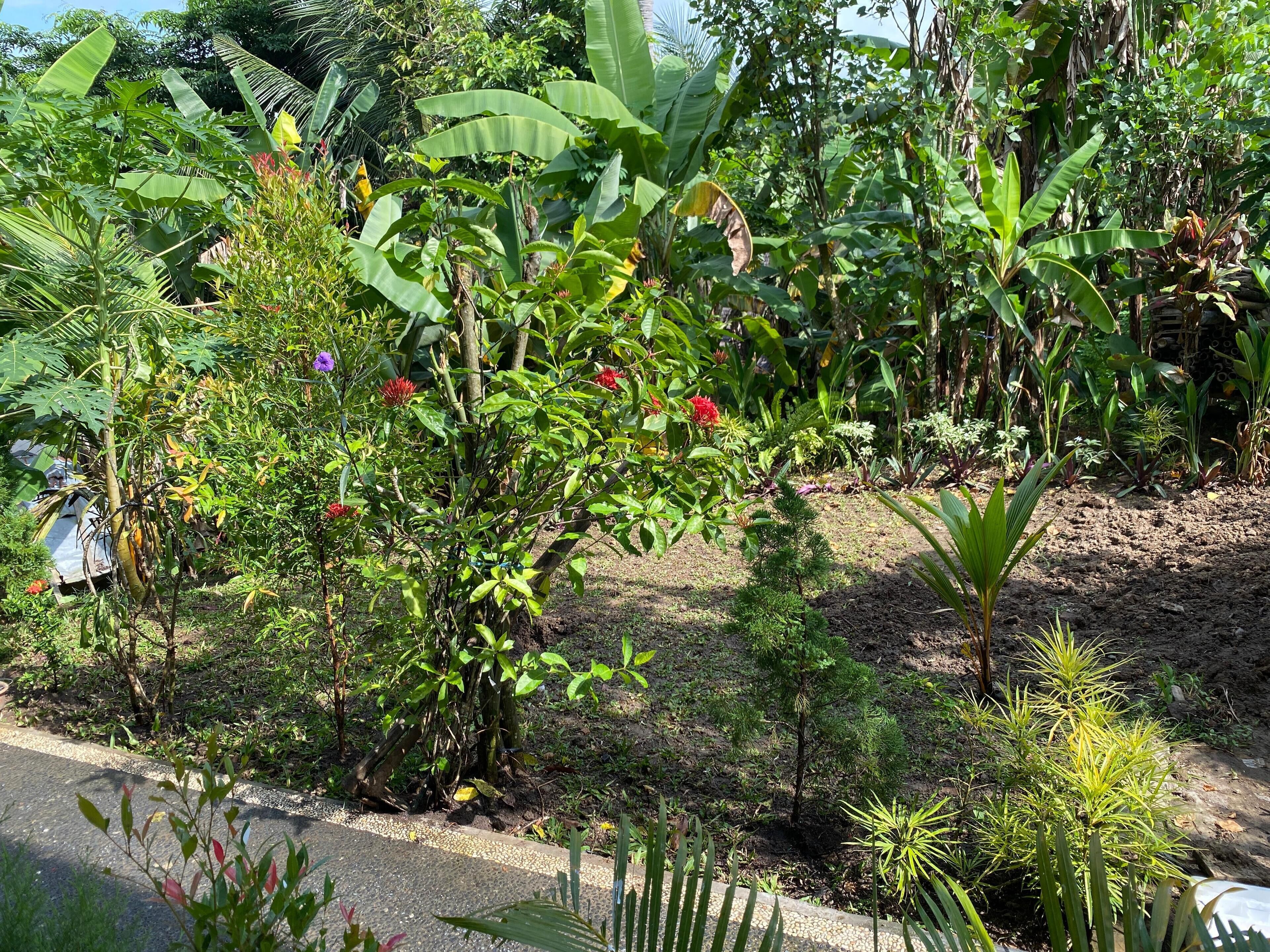 A lush garden with various plants and flowers, including banana trees and red flowers.
