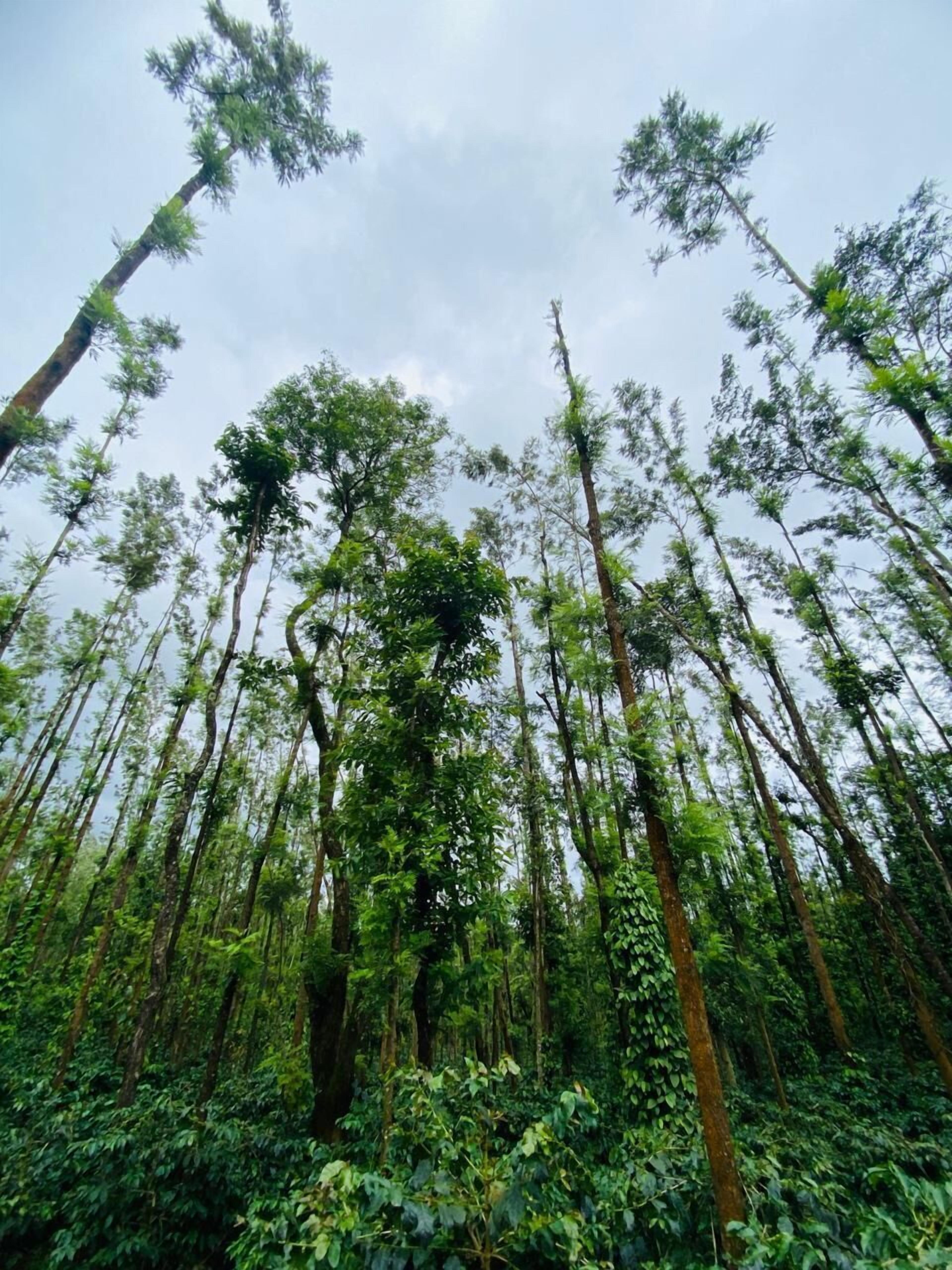 Una fitta foresta con alberi alti e fitta vegetazione sottostante.