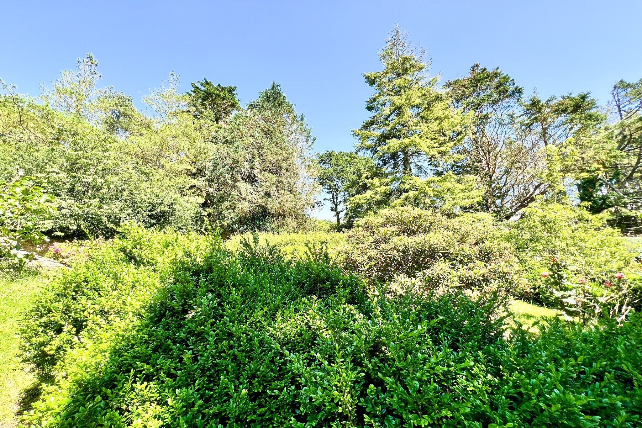 Een weelderig landschap met dicht groen en bomen.