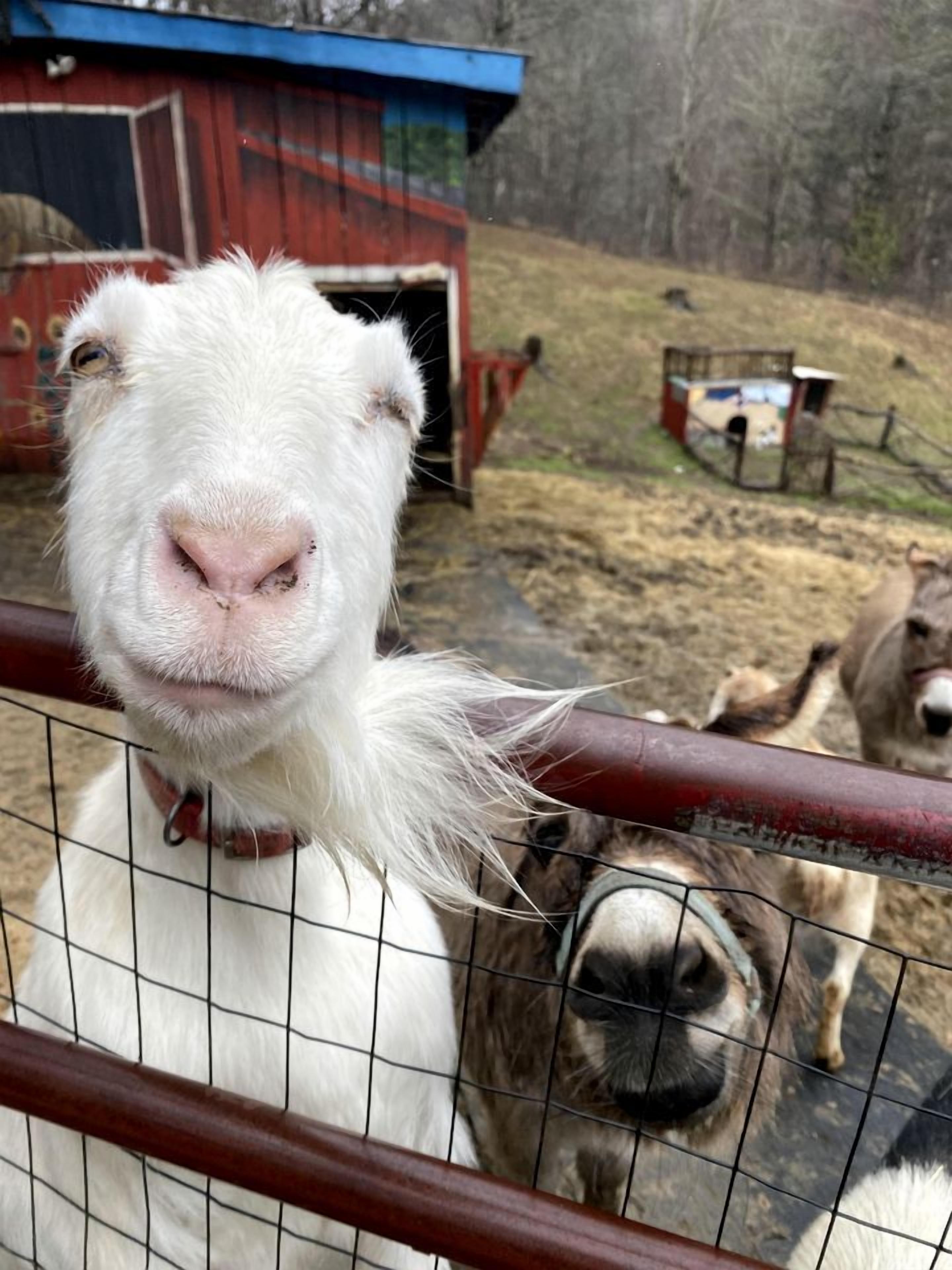 A goat behind a wire fence with a barn in the background.