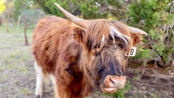 Gros plan d’un yak portant une étiquette à l’oreille.