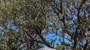 A KingCamp tent with a sleeping area and a small table.