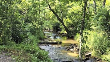 A natural outdoor setting with a stream surrounded by dense greenery.